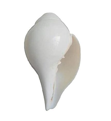 Natural Shankh for Pooja – Sacred Conch Shell for Aarti and Rituals